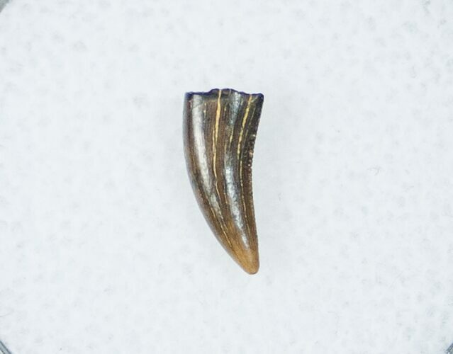 Raptor (Acheroraptor) Tooth - Montana #12274